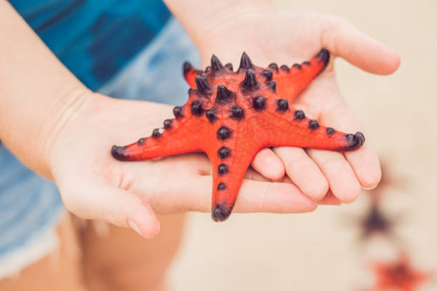 istock Red starfish in the hands, next to the sea 1198347381
