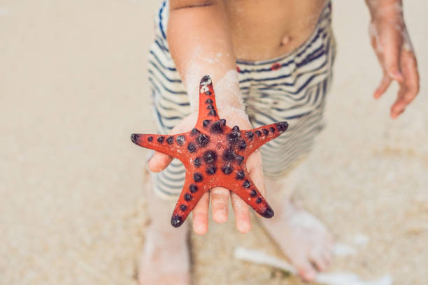 istock Red starfish in the hands, next to the sea 1198347385