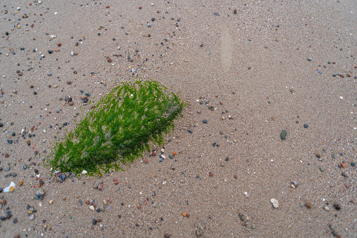 in a  sandy beach there are algae and stones in the middle of the sand