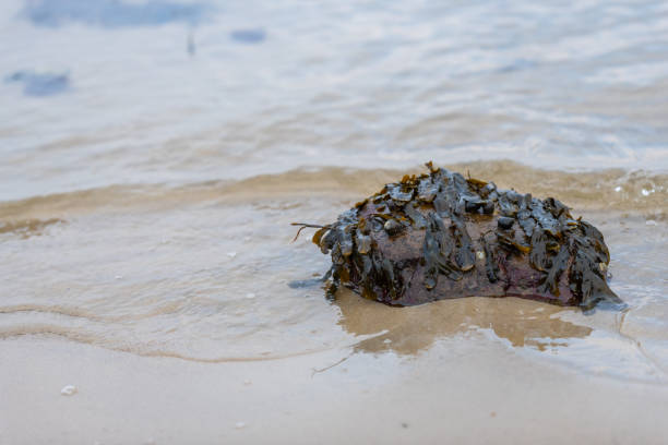 there  are many algae on the stones on the sandy beach