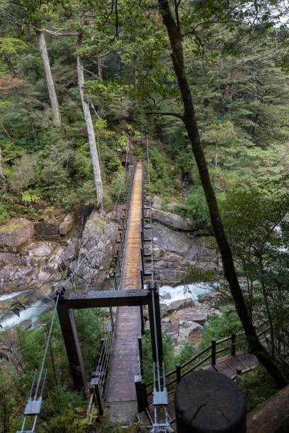 istock Yakusugi land : Yakusima-island Japan 1198354229