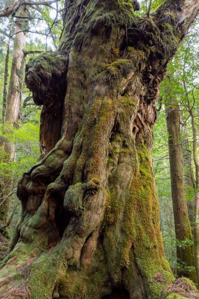 istock Yakusugi land : Yakusima-island Japan 1198354234