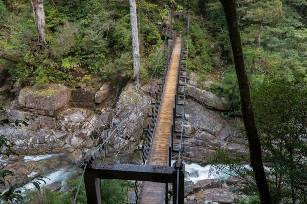 istock Yakusugi land : Yakusima-island Japan 1198354254