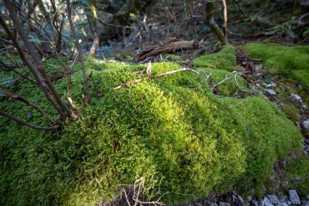 istock nature of Yakushima Japan 1198355477
