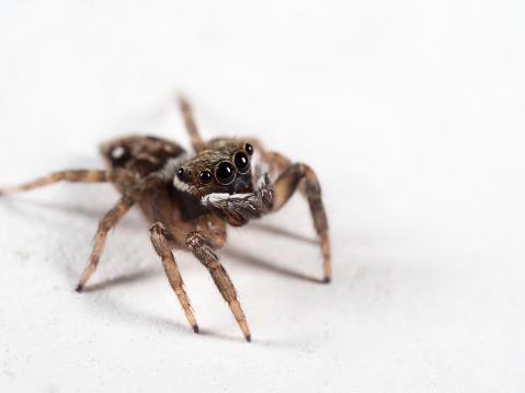 Macro Photography of Brown Jumping Spider on White Floor