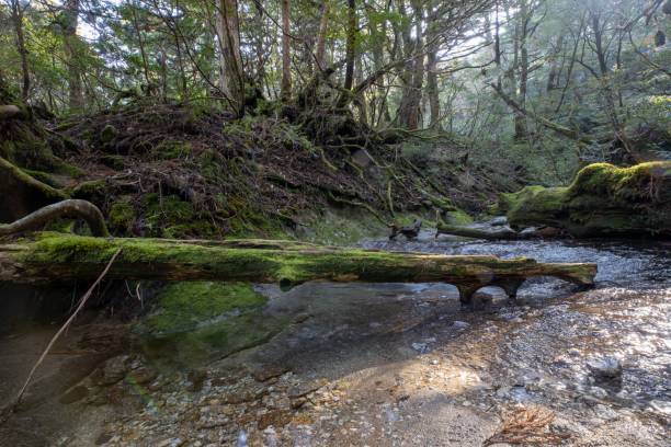 istock nature of yodogawa-koya 1198356328