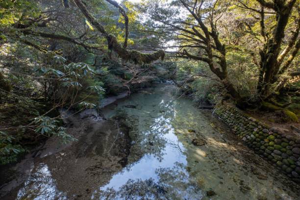 istock nature of yodogawa-koya 1198356330