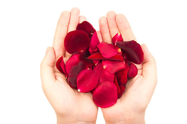 handful of petals stock photo