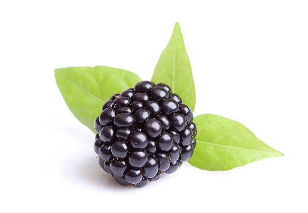 Close-up view of blackberries on a white background