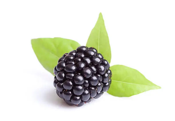 Photo of A single ripe blackberry with leaves