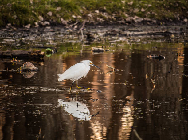 Plastic polution in the lake.