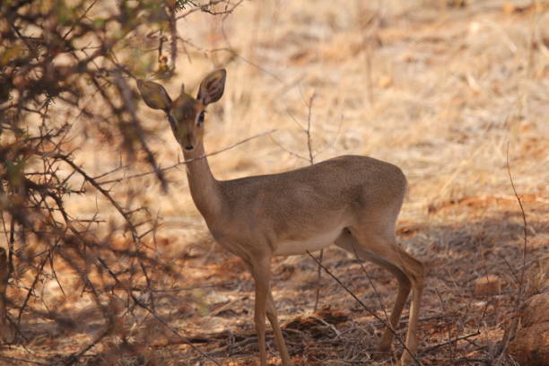 istock Baby Deer Posing Near View 1198366308