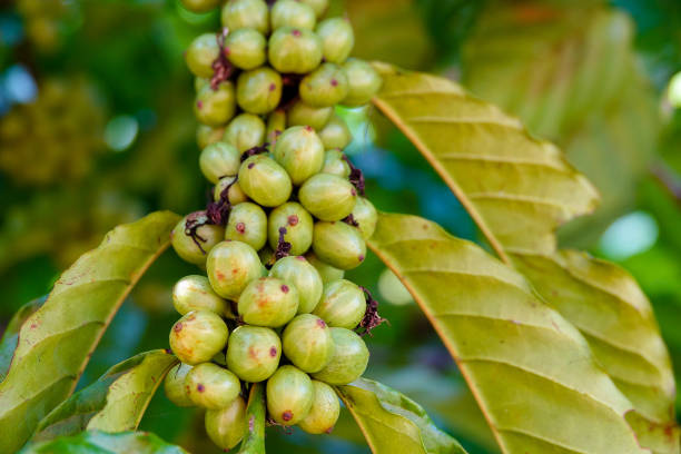 istock Green/young coffee beans on a coffee farm. Selective focus. 1198366966