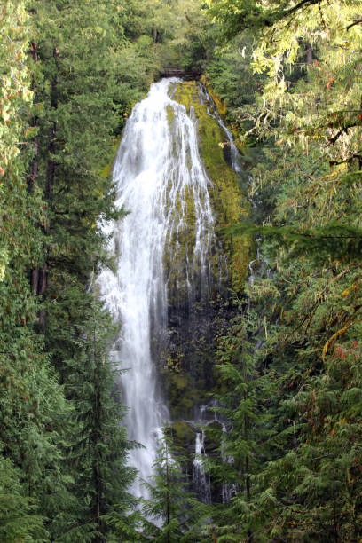 istock surrounded with trees, moss on rocks of Proxy waterfall,  Oregon, USA. 1198367005