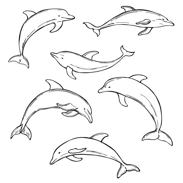 ilustraciones, imágenes clip art, dibujos animados e iconos de stock de delfines sobre fondo blanco. ilustración vectorial - delfín
