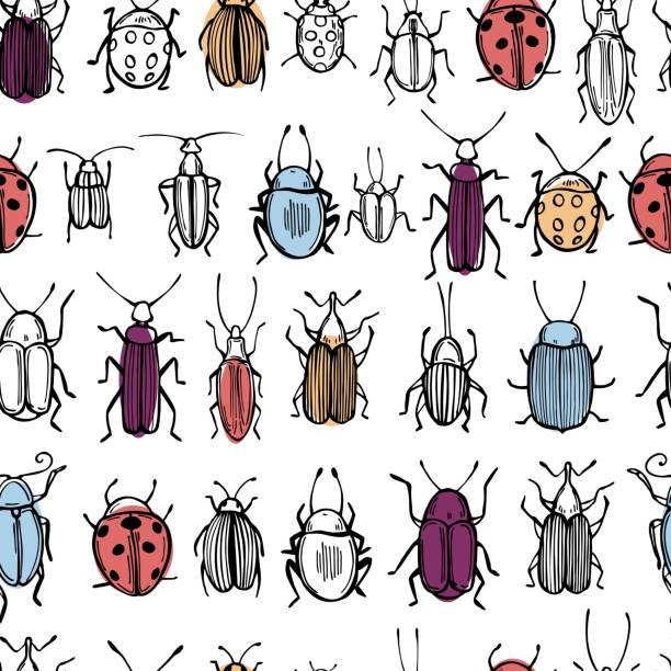 ilustraciones, imágenes clip art, dibujos animados e iconos de stock de escarabajos dibujados a mano. patrón vectorial - lady bird beetle