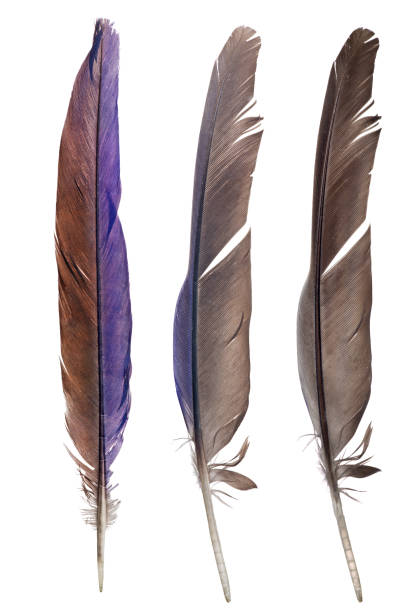 istock blue and brown parrot three feathers isolated on white 1198377300