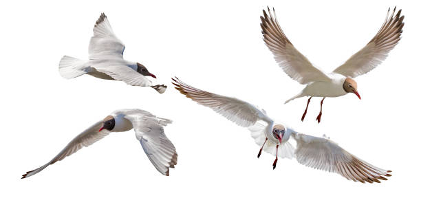 istock four isolated black-headed gulls in flight 1198377336