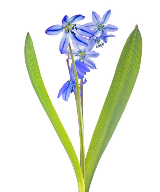 istock six blooms blue scilla flower on white 1198377338
