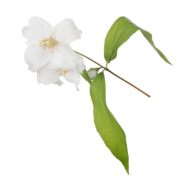 istock jasmine branch with two blooms and bud 1198377386