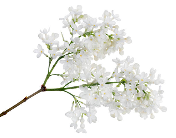 istock isolated pure white lilac with two blossom clusters 1198377470