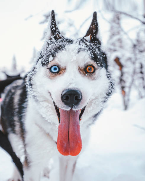Ice And Fire - Portrait of a husky dog with altered color eyes (heterochromia) in the snow Portrait of a happy and cute face siberian husky sled dog with tongue out, blue and brown different colour eyes called heterochromia looking at camera in the snow resting outdoors before sled ride. dogsledding stock pictures, royalty-free photos & images