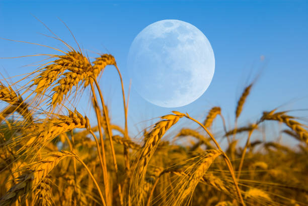 istock early morning  wheat field scene 1198379617