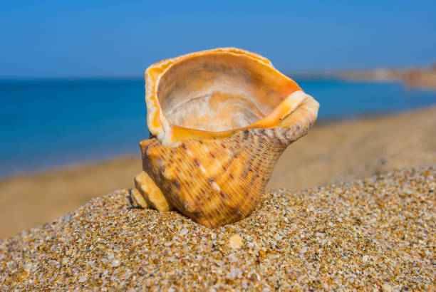 istock closeup marine shell on a sea coast 1198379642