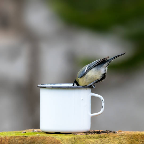 istock Great tit sits on the edge of a tin cup and sticks its head down 1198380688