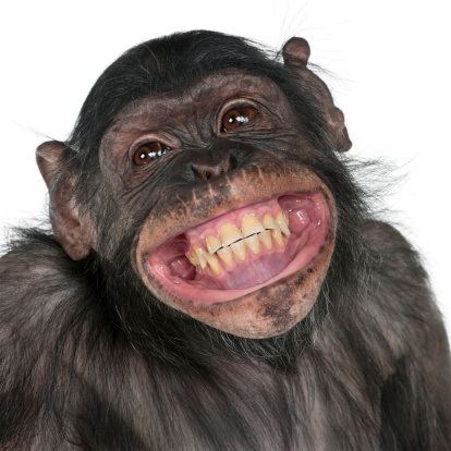 Primer plano de mono de raza mezclada entre el chimpancé y el Bonobo sonriendo. photo