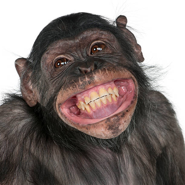 primo piano di una scimmia di razza mista tra scimpanzé e scimpanzé pigmeo sorridente. - scimmia antropomorfa foto e immagini stock
