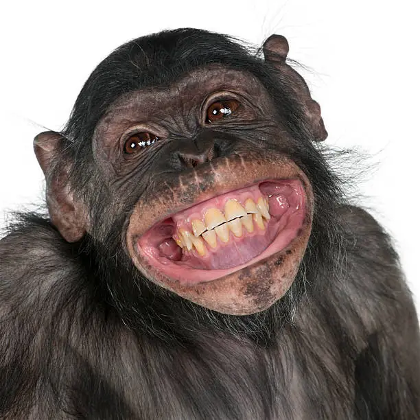 Photo of Close-up of Mixed-Breed monkey between Chimpanzee and Bonobo smiling.