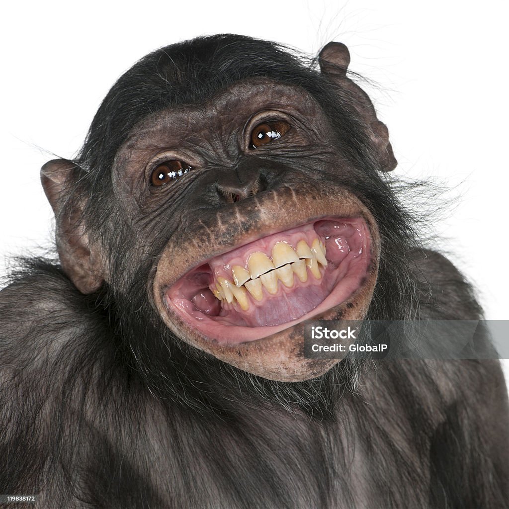 Cận Cảnh Chú Khỉ Lai Giữa Tinh Tinh Và Bonobo Mỉm Cười Hình ảnh ...
