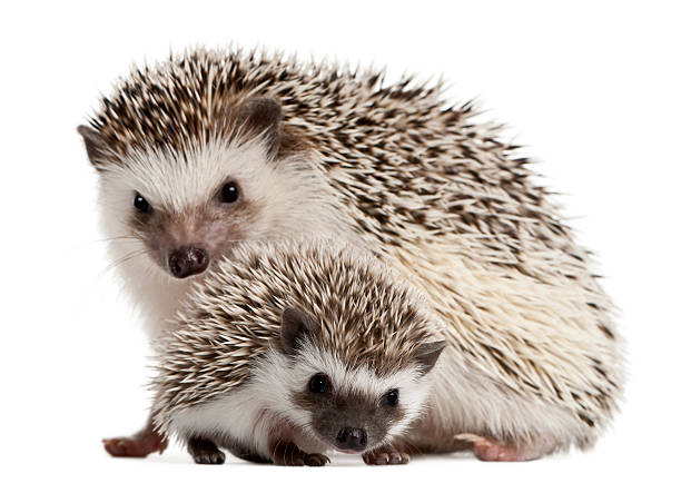 istock Two four-toed hedgehogs, aka Atelerix albiventris 119838207