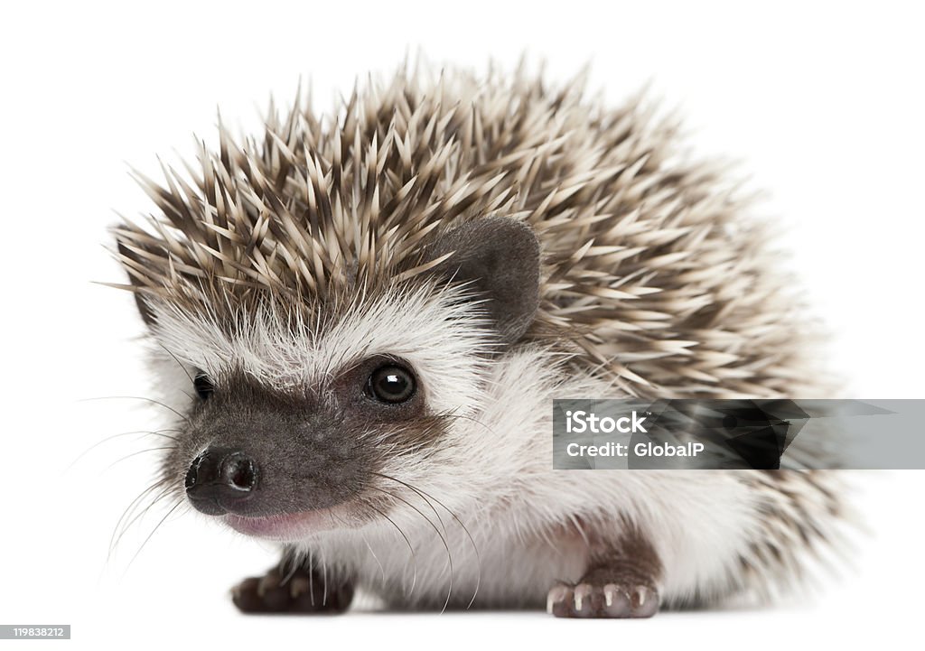 A three weeks old Four-toed hedgehog with white background Four-toed Hedgehog, Atelerix albiventris, 3 weeks old, in front of white background Hedgehog Stock Photo