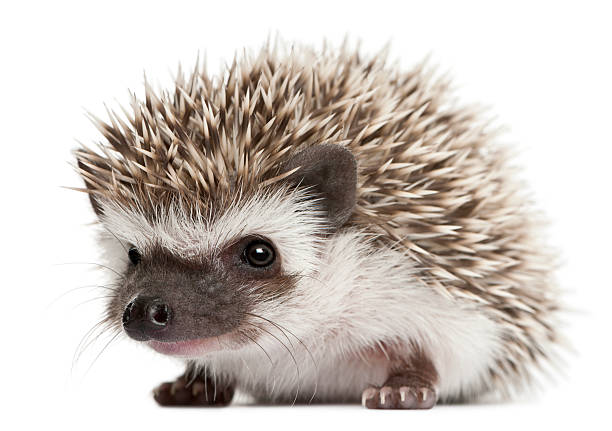 A three weeks old Four-toed hedgehog with white background Four-toed Hedgehog, Atelerix albiventris, 3 weeks old, in front of white background porcupine hedgehog rodent animal stock pictures, royalty-free photos & images