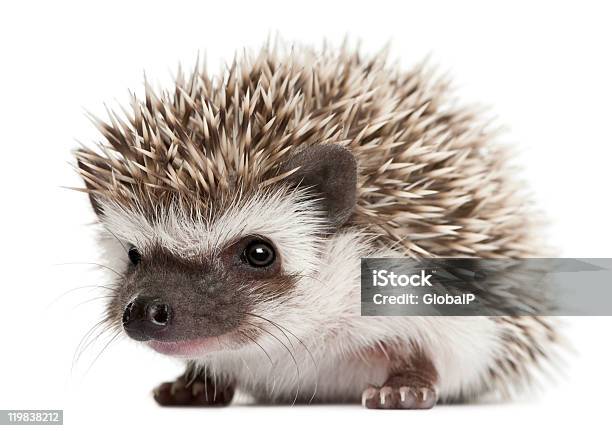 A Three Weeks Old Fourtoed Hedgehog With White Background Stock Photo - Download Image Now