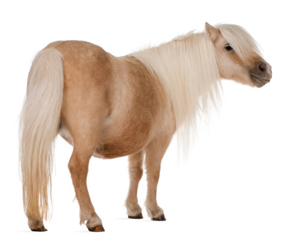 istock Palomino Shetland pony, Equus caballus, standing, white background 119838303