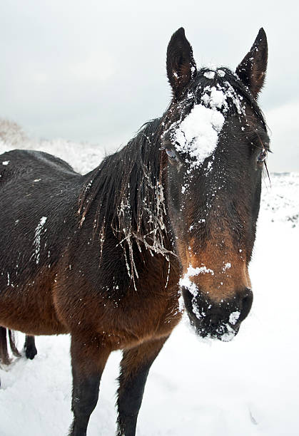 istock Horse covered in snow 119838356