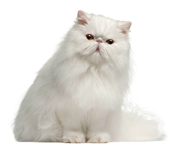 Persian cat, 8 months old, sitting, white background. Persian cat, 8 months old, sitting in front of white background white persian cat stock pictures, royalty-free photos & images
