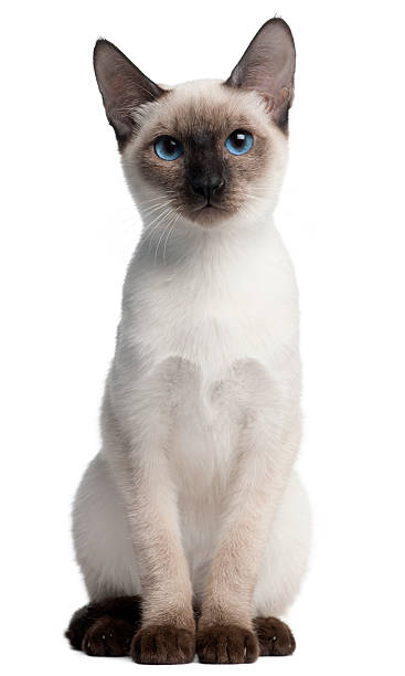 istock Baby Thai kitten blue eyes on white background 119838589