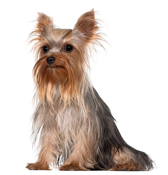 istock Yorkshire Terrier, 1 year old, sitting, white background. 119838592