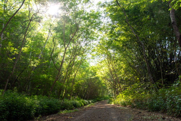 istock forest trees in dense green forest, nature green wood sunlight backgrounds 1198386117