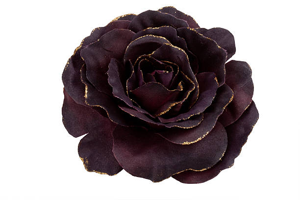 Close up of a rose with black petals stock photo