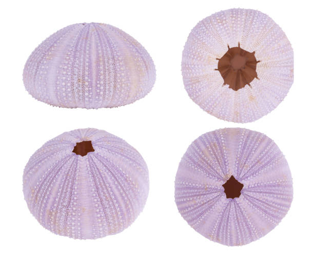 istock Set-Sea urchin shell isolated on a white background with clipping path 1198386346