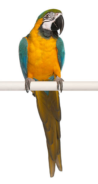 A blue/yellow macaw perched on a pole on a white background Blue and Yellow Macaw, Ara Ararauna, perched on pole in front of white background ara arauna stock pictures, royalty-free photos & images