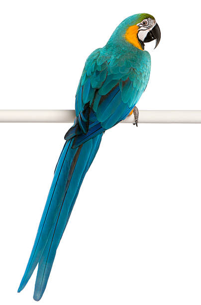 Blue Macaw parrot perched on pole with white background Blue and Yellow Macaw, Ara Ararauna, perched on pole in front of white background ara arauna stock pictures, royalty-free photos & images