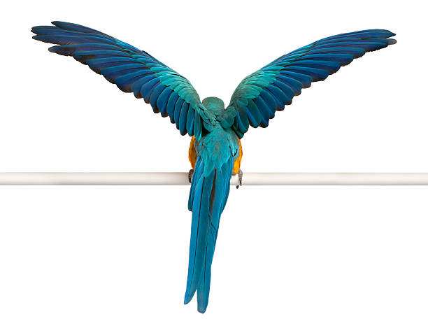 Rear view of Macaw, perched and flapping wings, white background.  ara arauna stock pictures, royalty-free photos & images