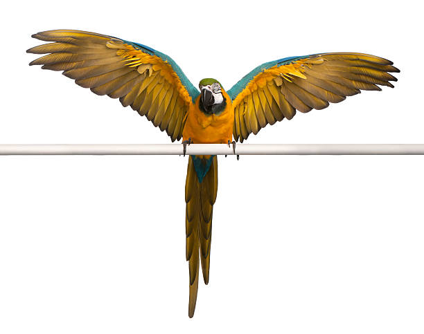 Front view of Macaw, perched and flapping wings, white background. Blue and Yellow Macaw, Ara Ararauna, perched and flapping wings in front of white background ara arauna stock pictures, royalty-free photos & images
