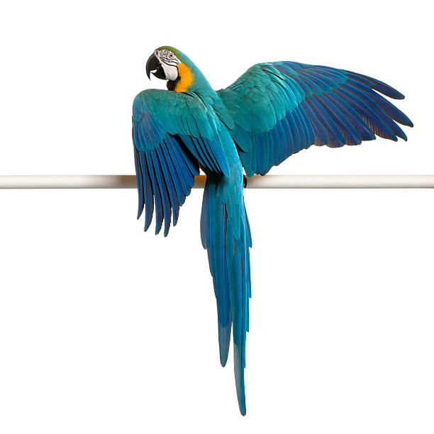 Blue and yellow Macaw perched on a pole Blue and Yellow Macaw, Ara Ararauna, perched on pole in front of white background

[url=http://istockphoto.com/file_search.php?text=http://www.istockphoto.com/user_view.php?id=902692&action=file&membername=globalp][img]http://lifeonwhite.com/i/T1.jpg[/img][/url]
[url=http://istockphoto.com/file_search.php?text=bird&action=file&membername=globalp][img]http://lifeonwhite.com/i/5.jpg[/img][/url]
[url=http://istockphoto.com/file_search.php?text="animal"-"pet"&action=file&membername=globalp][img]http://lifeonwhite.com/i/1W.jpg[/img][/url]
[url=http://istockphoto.com/file_search.php?text=wildcat+or+lion+or+Cheetah+or+tiger+or+lynx+or+leopard&action=file&membername=globalp][img]http://lifeonwhite.com/i/2.jpg[/img][/url]
[url=http://istockphoto.com/file_search.php?text=fish&action=file&membername=globalp][img]http://lifeonwhite.com/i/1C.jpg[/img][/url]
[url=http://istockphoto.com/file_search.php?text=Rodent+or+bunny+or+ferret+or+rabbit&action=file&membername=globalp][img]http://lifeonwhite.com/i/4A.jpg[/img][/url]
[url=http://istockphoto.com/file_search.php?text=dog+or+cat&action=file&membername=globalp][img]http://lifeonwhite.com/i/1A.jpg[/img][/url]
[url=http://istockphoto.com/file_search.php?text=fish+or+water&action=file&membername=globalp][img]http://lifeonwhite.com/i/9.jpg[/img][/url]
[url=http://istockphoto.com/file_search.php?text=farm+or+cow+or+horse+or+duck+or+donkey+or+poultry+or+goat+or+pig+or+turkey+or+chick&action=file&membername=globalp][img]http://lifeonwhite.com/i/8.jpg[/img][/url]
[url=http://istockphoto.com/file_search.php?text=frog+or+koala+or+snail+or+porcupine+or+turtle+or+reptile+or+spider+or+zoo+or+circus&action=file&membername=globalp][img]http://lifeonwhite.com/i/7.jpg[/img][/url] ara arauna stock pictures, royalty-free photos & images